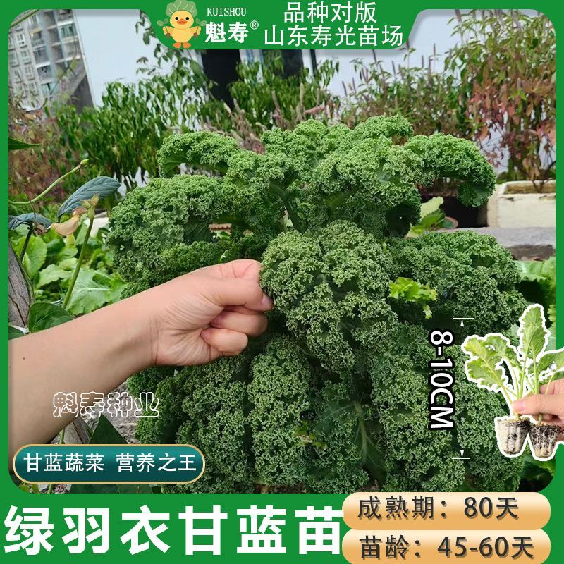 对版可食用羽衣甘蓝绿羽衣甘蓝苗蔬菜苗耐寒四季盆栽庭院