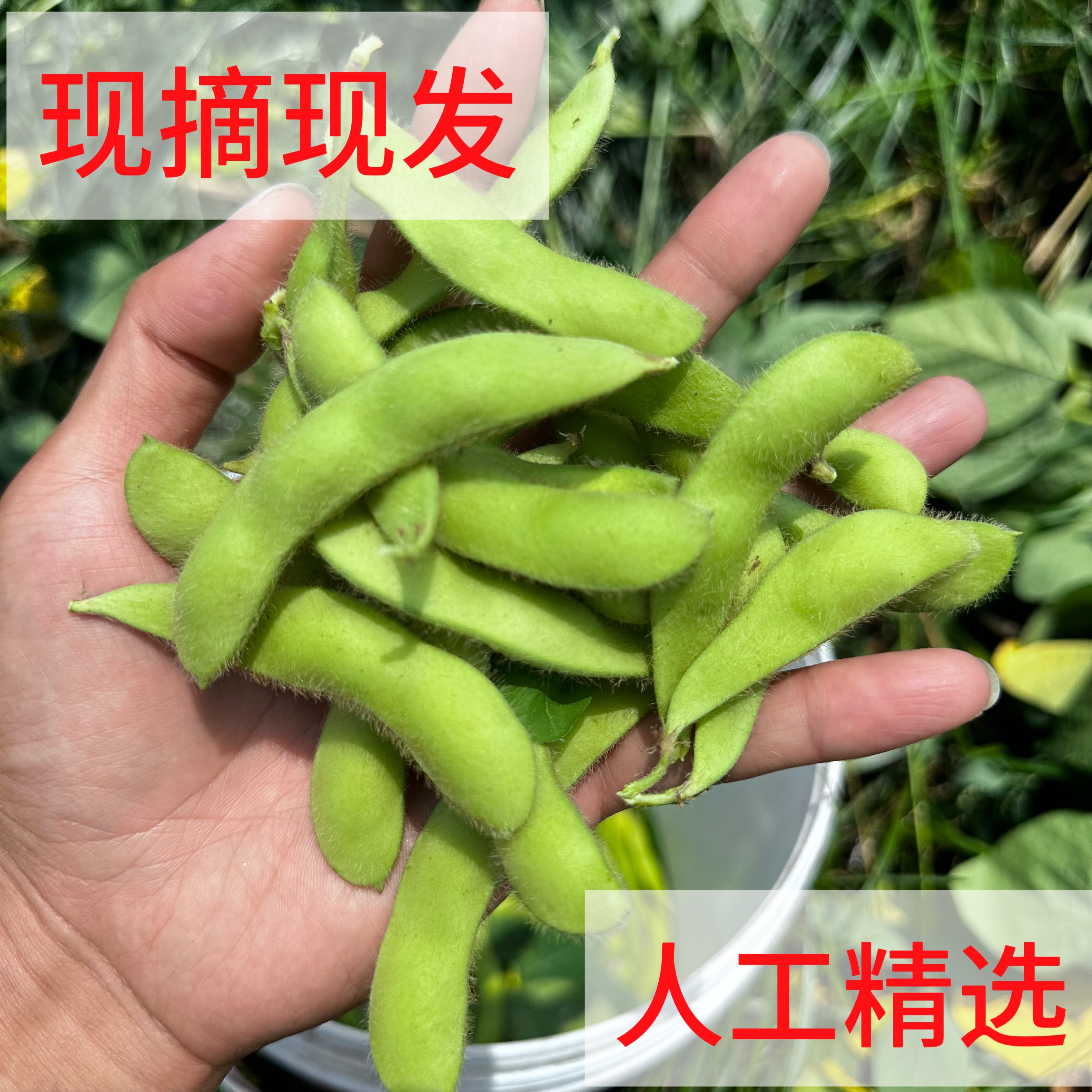农家毛豆露天新鲜毛豆新鲜带壳毛豆