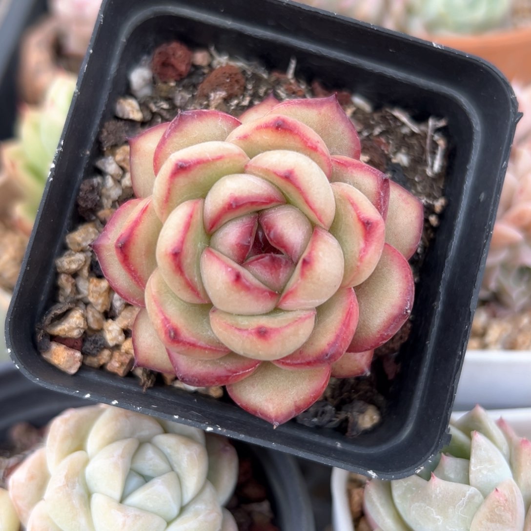 万宝龙（满38包邮）多肉