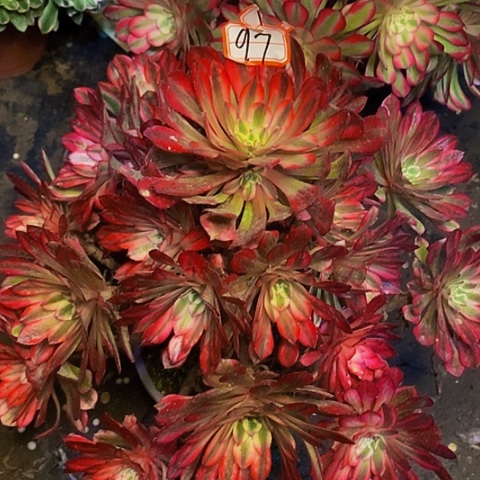 黑铜壶超白老桩捧花法师97