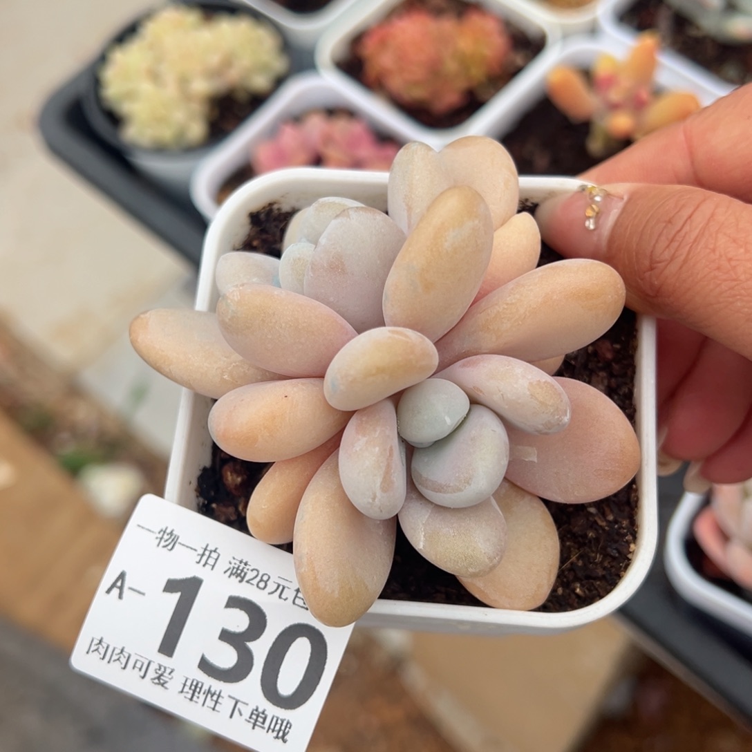 粉兔多肉多肉多肉多肉