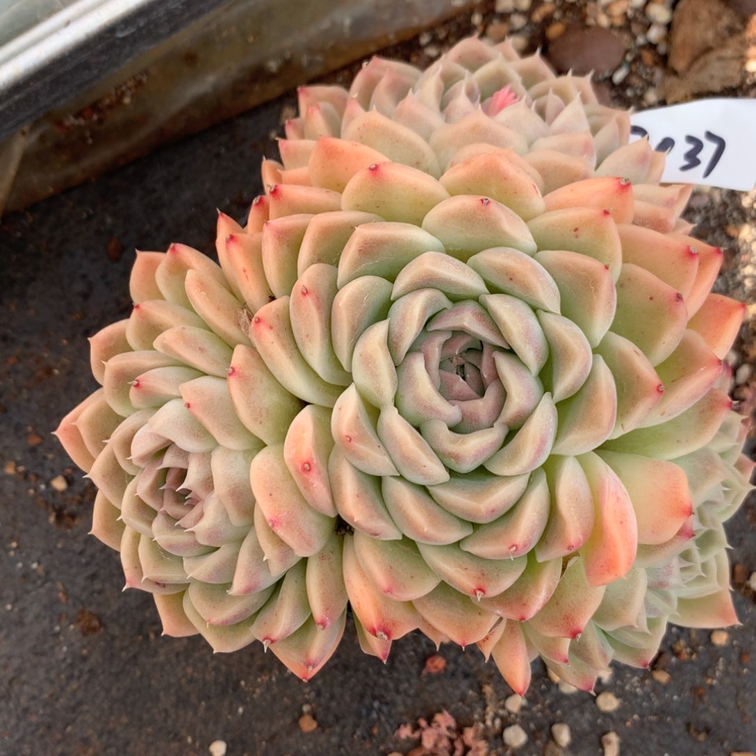 2037杂交多肉老桩