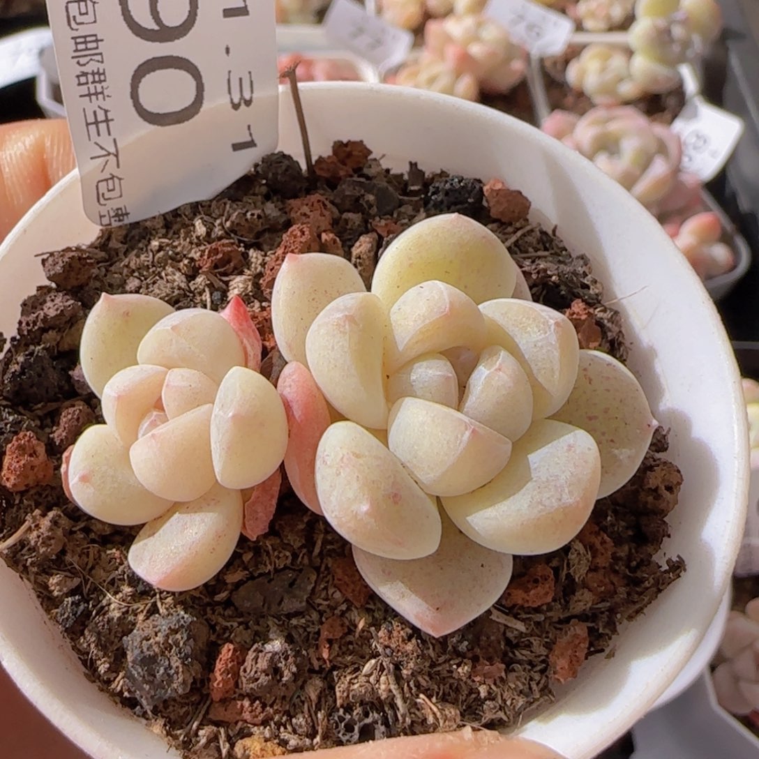 小脸冰玉双头一颗