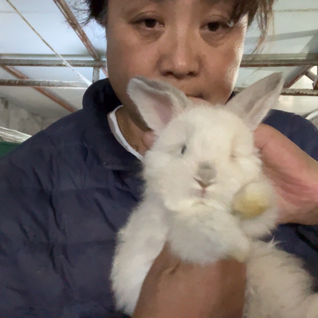 宠物兔英系安哥拉兔