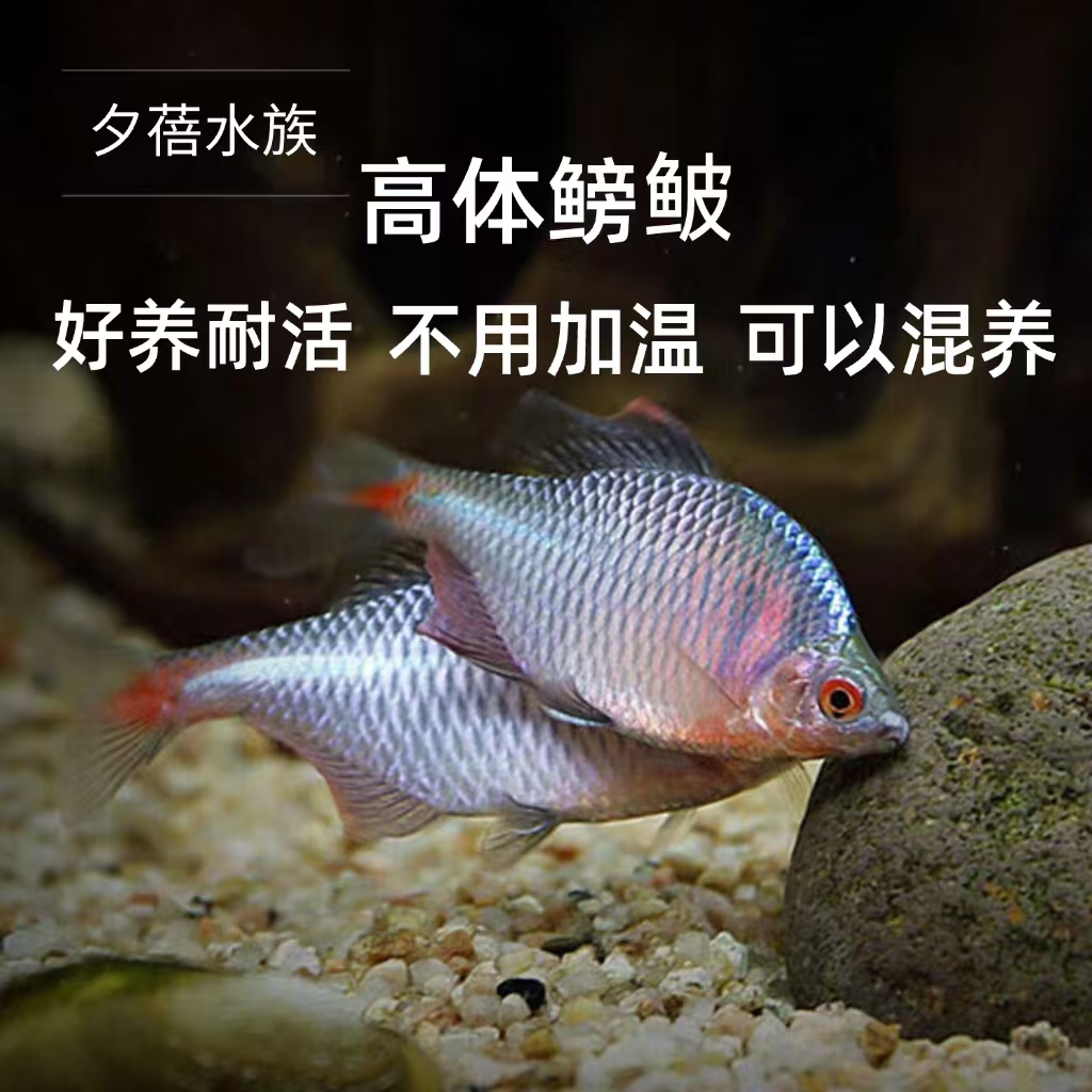 【冷水鱼顺丰快递】鳑鲏鱼原生鱼观赏鱼七彩旁皮鱼高体淡水鱼除藻