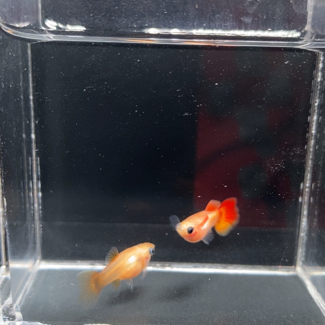 孔雀鱼皇家落日玻璃猫一对