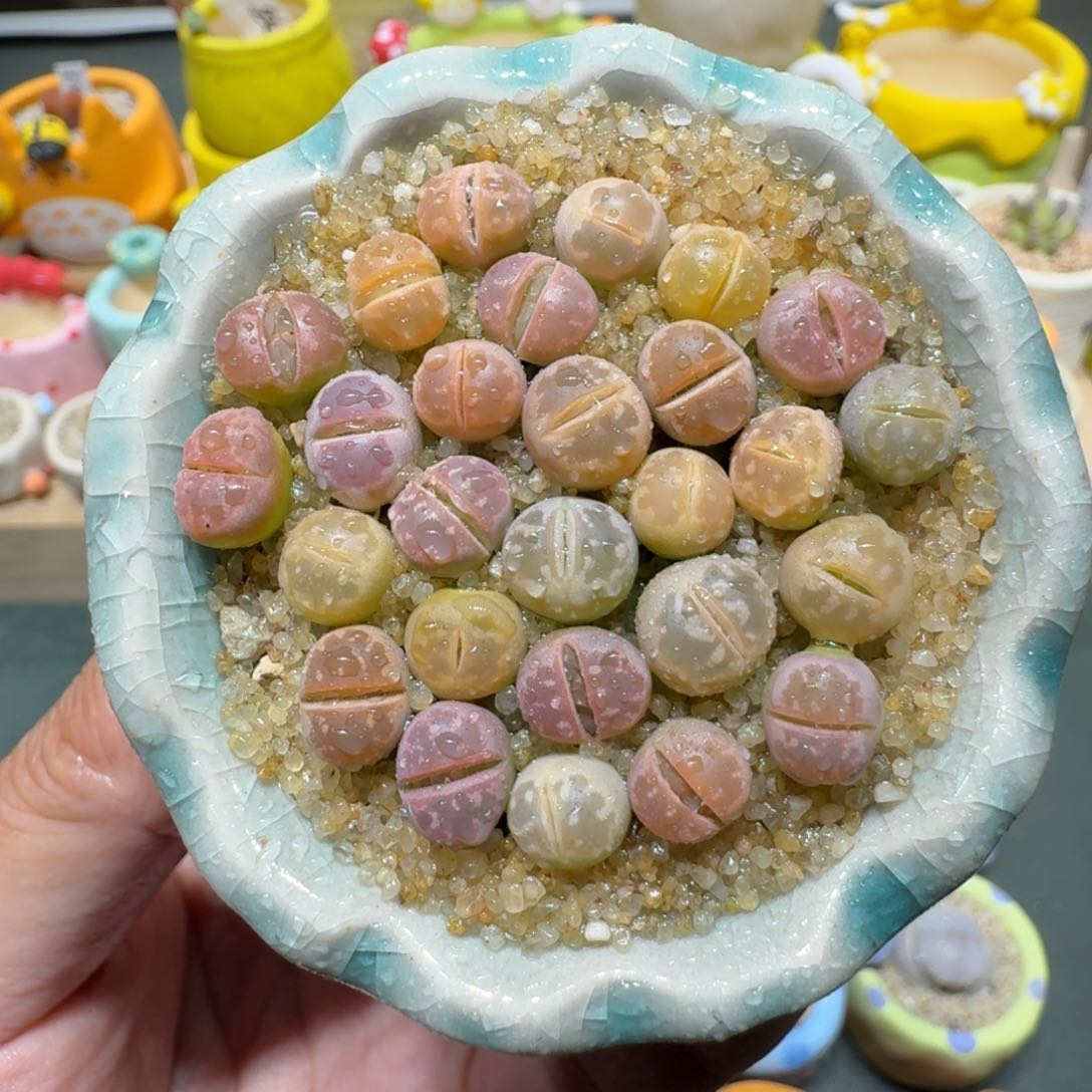 红陶蘑菇472橄榄