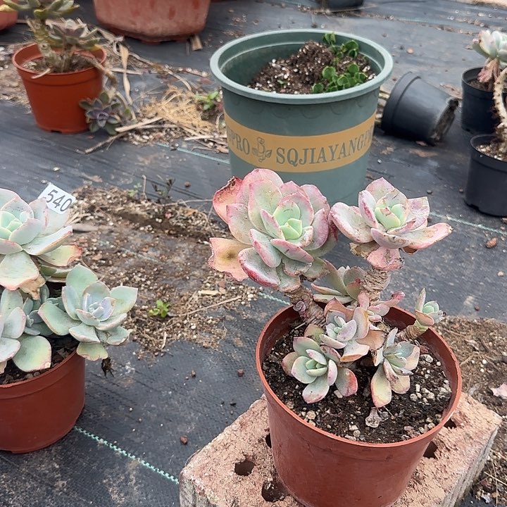 风***念544血凤脱土发货不退不换