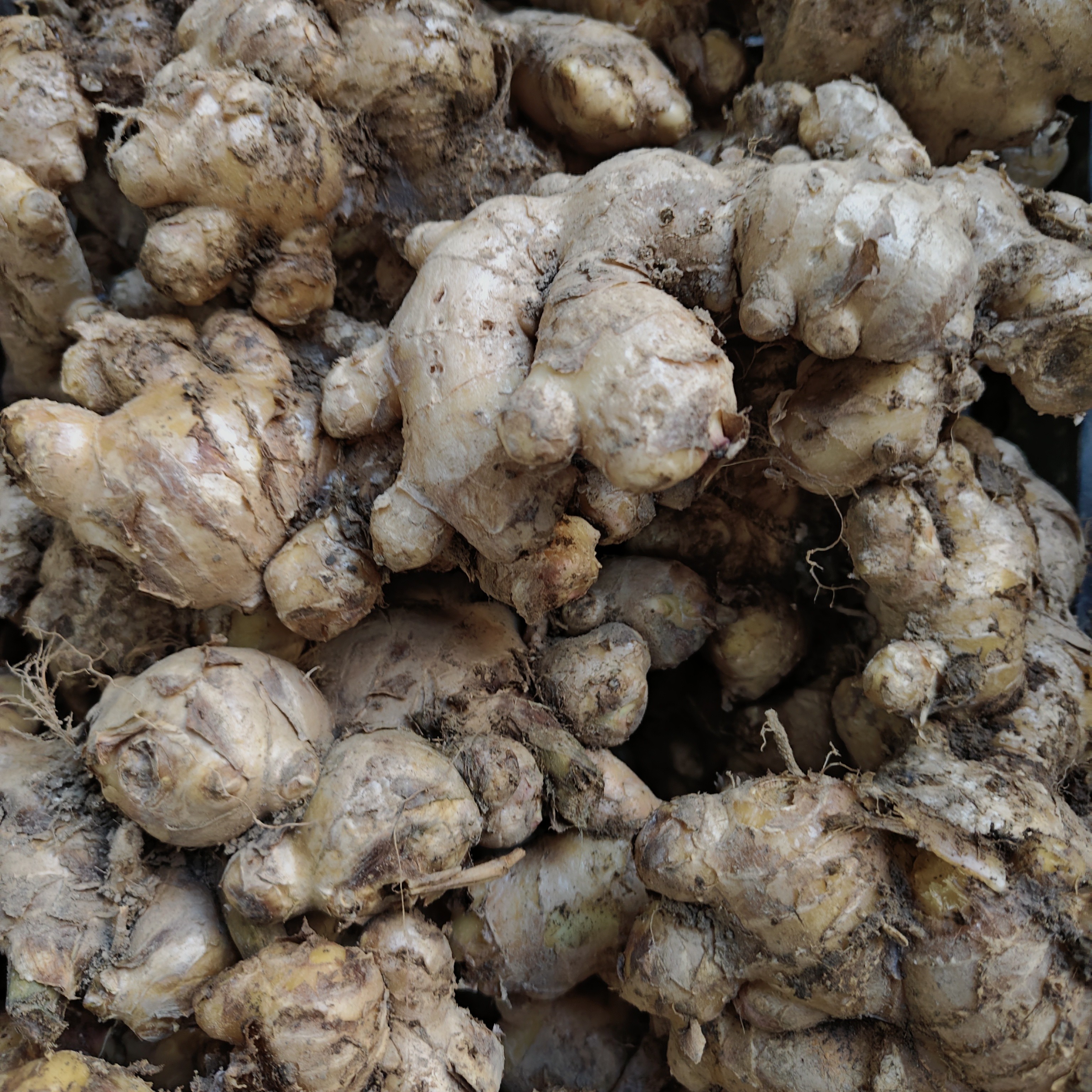 云南农家【生姜】石榴山货