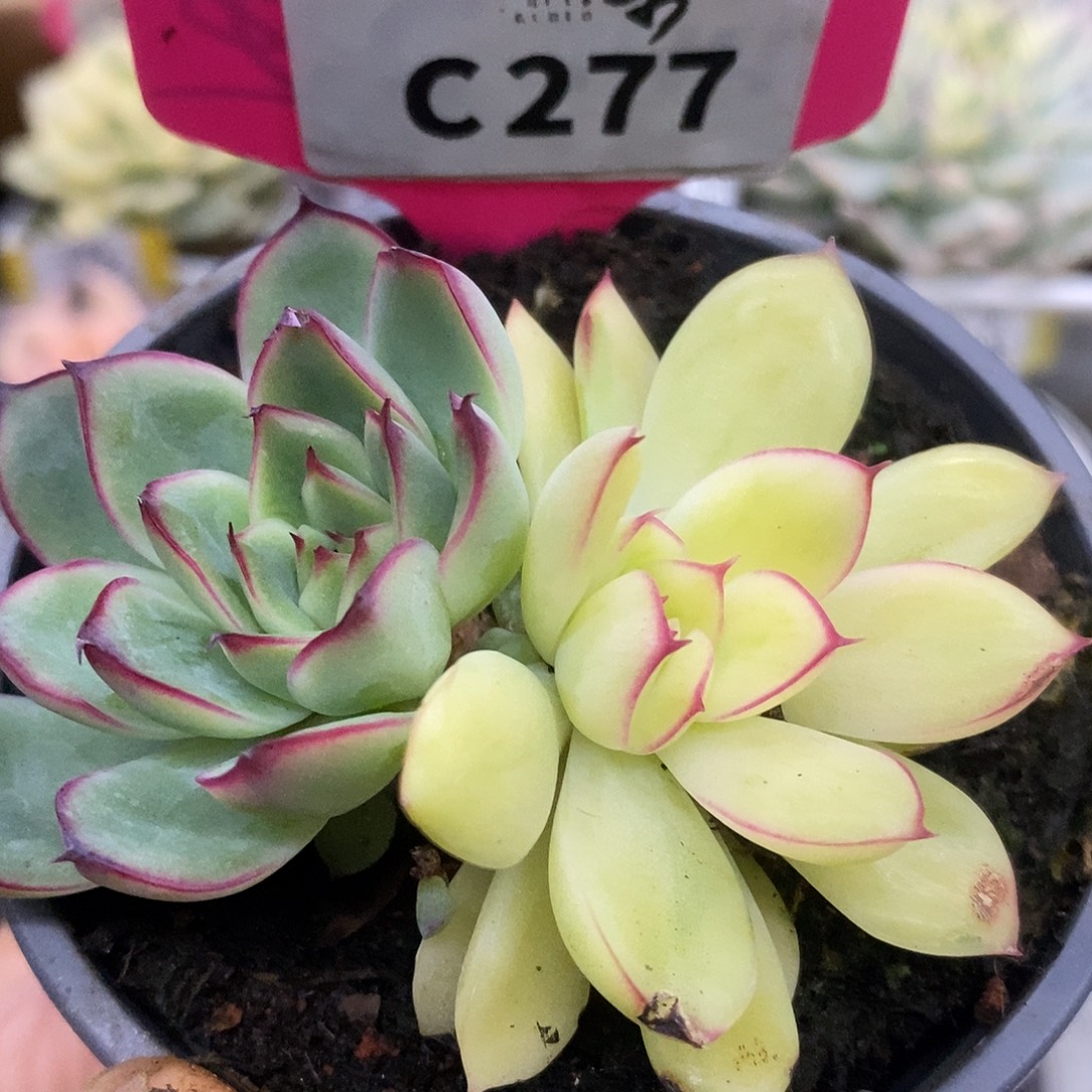 277荷花阴阳哈哈哈