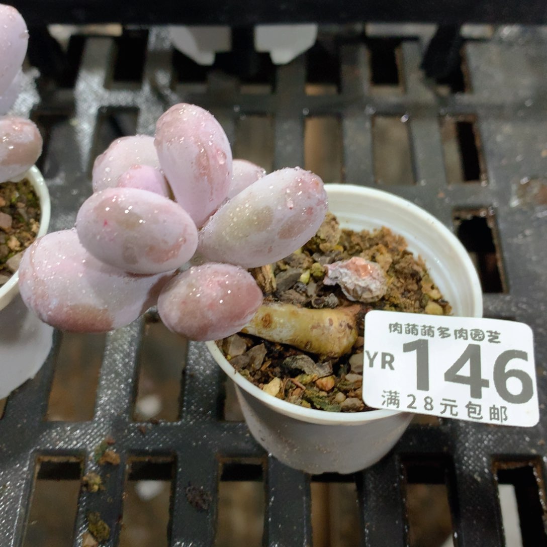 肉萌萌拇指盆精控多肉YR146