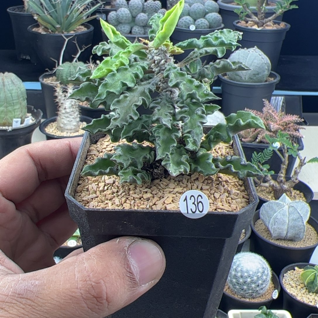 b***n皱叶麒麟大戟一物一拍