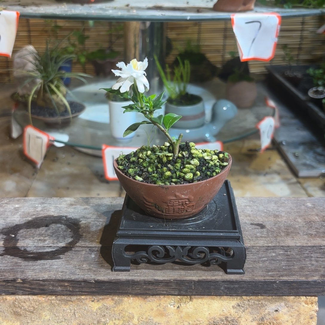 无花朵水*退款拉黑一物一拍108