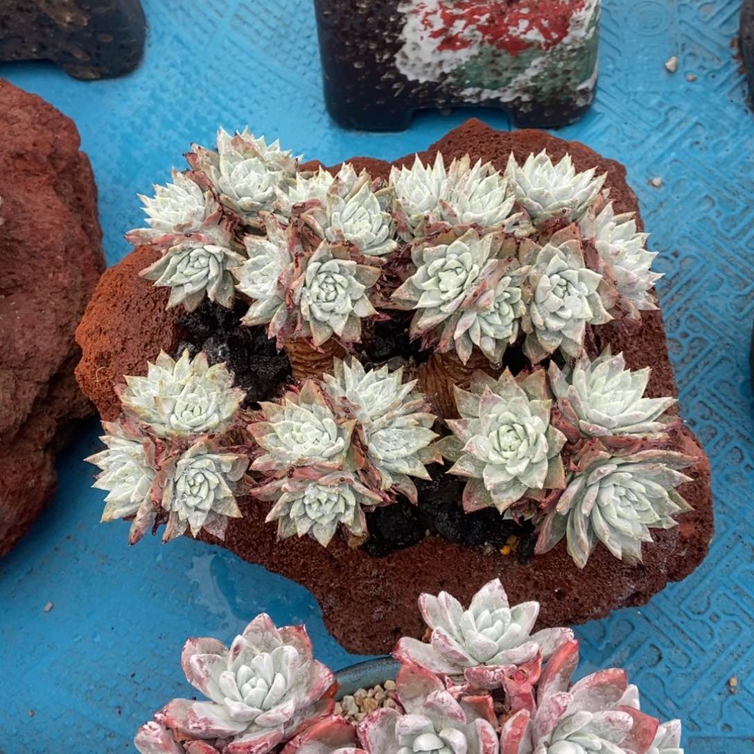 法瑞杂白雪多肉植物
