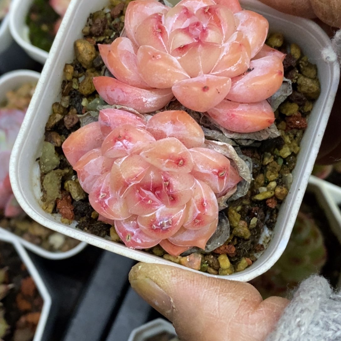 精品多肉一物一拍不包整107