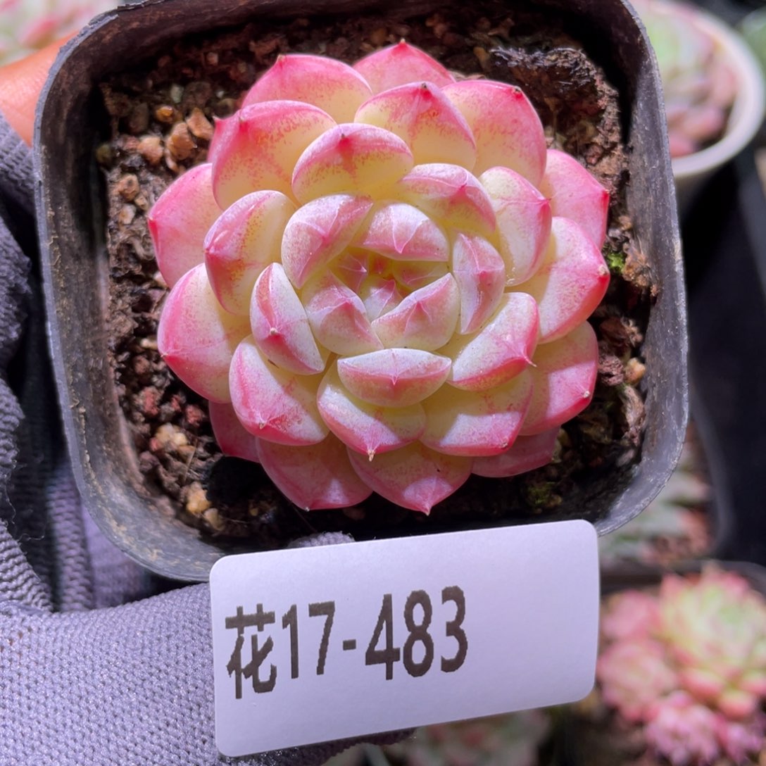 花利美17-483白桃汽水