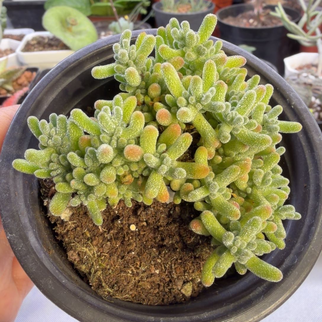 冰晶枝干番杏小盆景