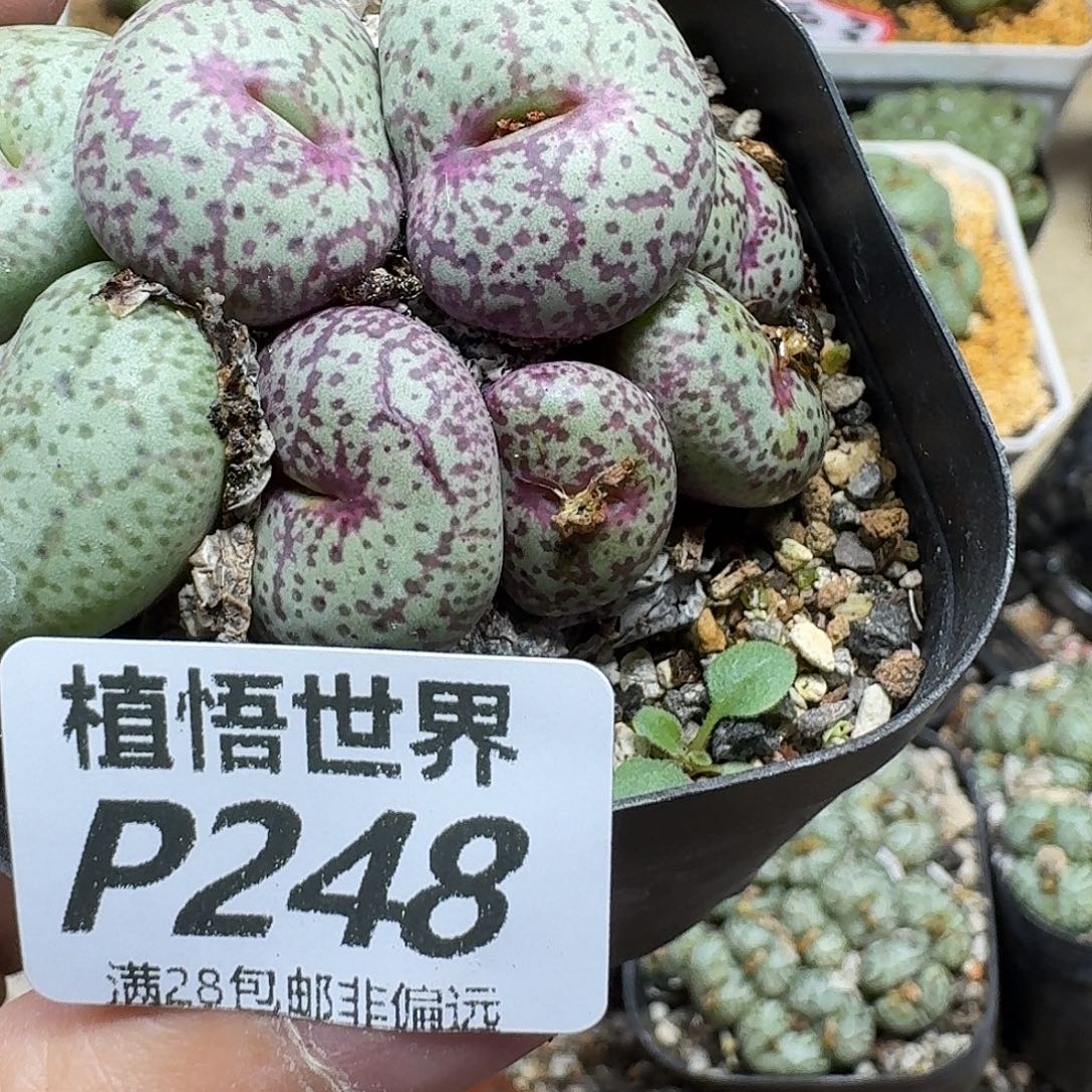 小***口多肉植物的人fhbhb