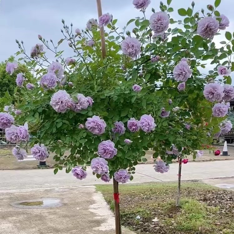蓝色阴雨棒棒糖树状月季花树苗特大花玫瑰四季阳台庭院浓香可垂吊