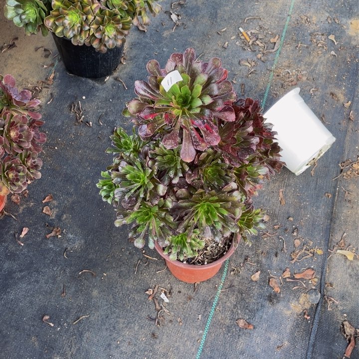 王***姐黑法师中班一个11号