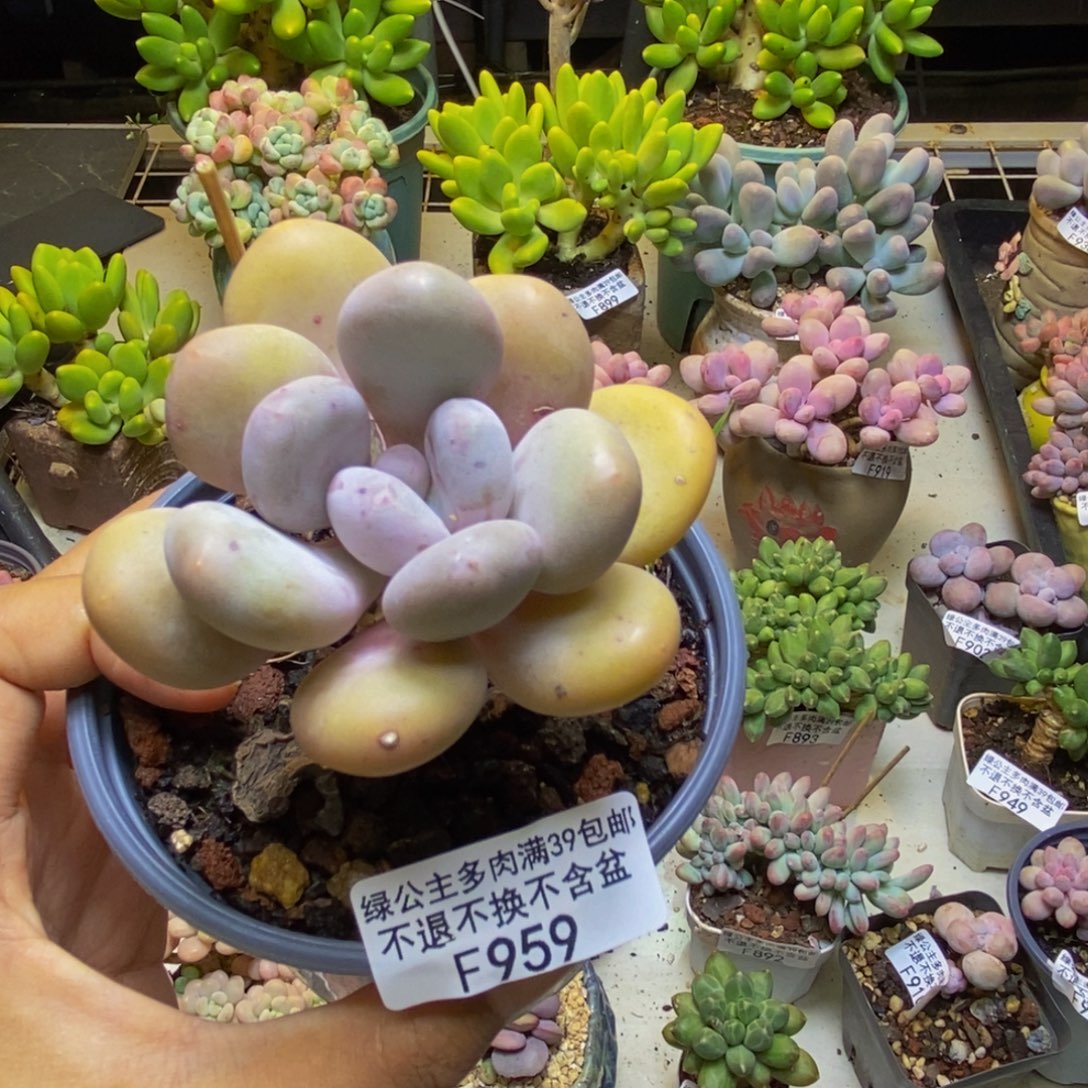 958彩虹奶多肉6cm