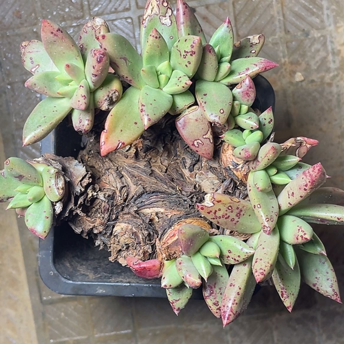 【闪购商品】绿拇指杂交瑕疵特价不售后