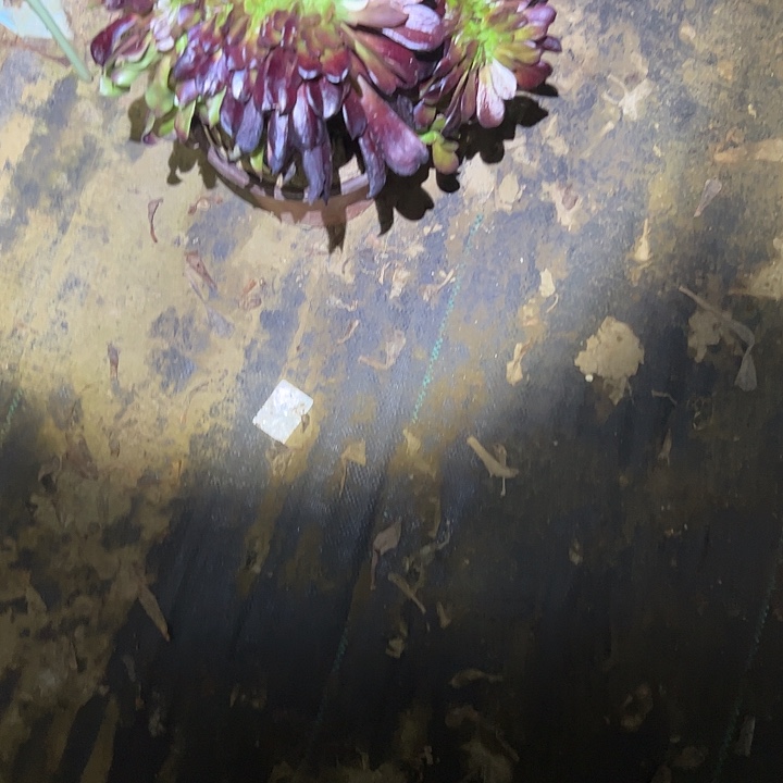 多肉法师植物链接730