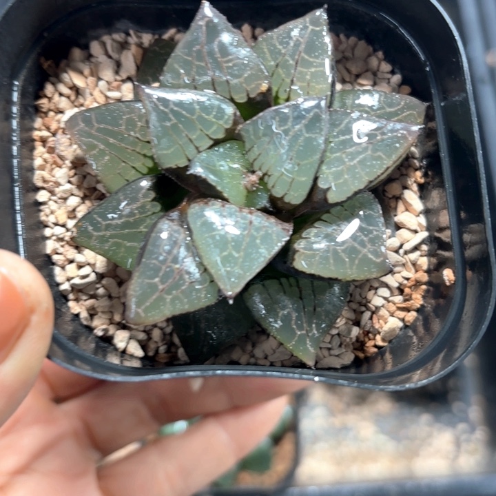 母本日月潭多肉植物