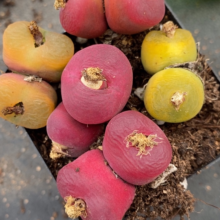 2077双头蟠桃一组