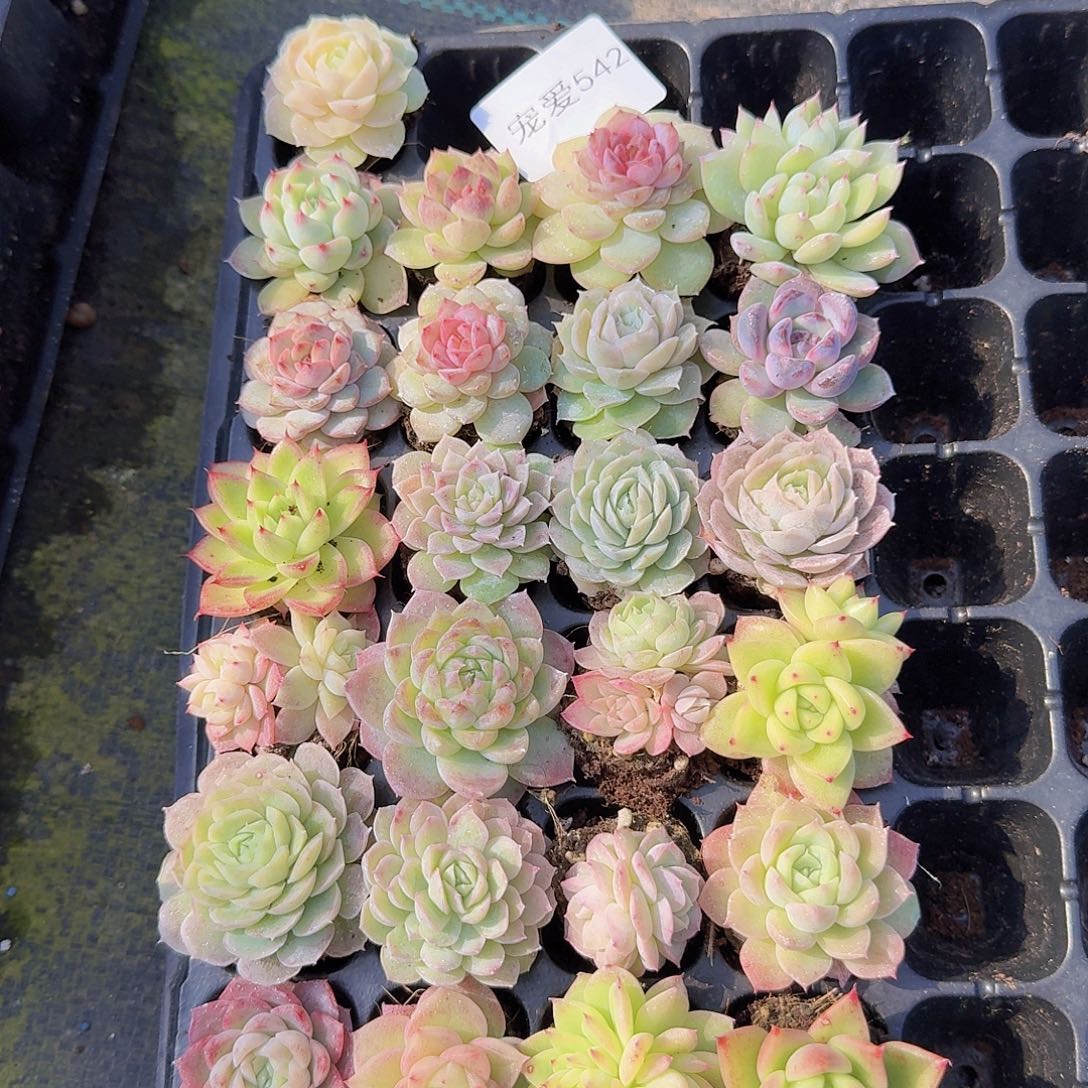 542直播福利一物一拍