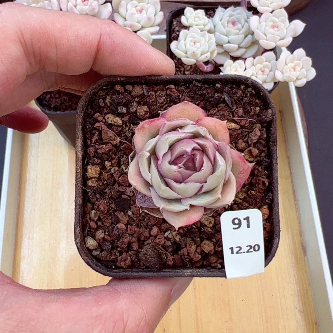 好好看91、哈哈哈哈哈