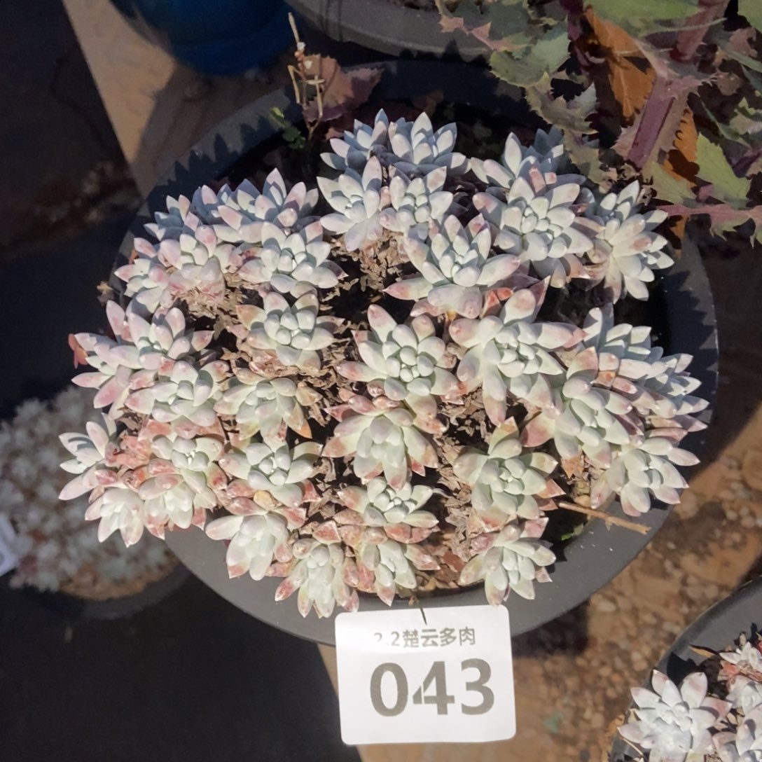 043多肉植物啦啦啦