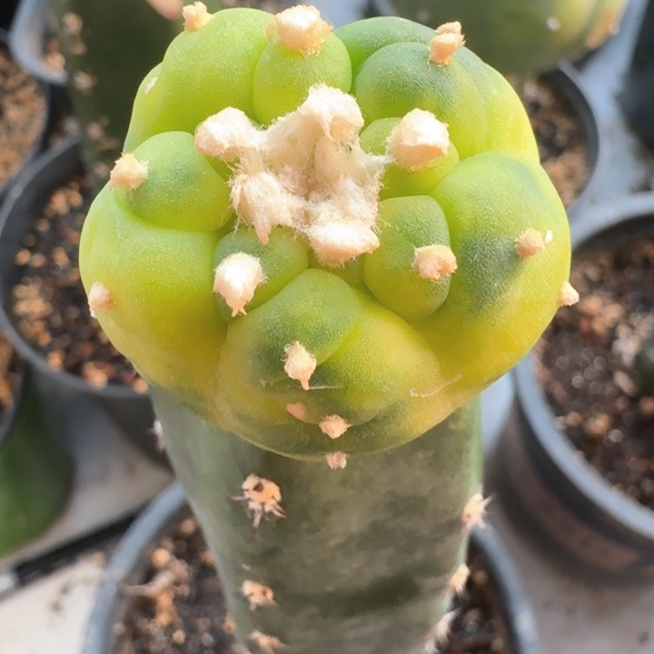 散锦苗接仙人球仙人球