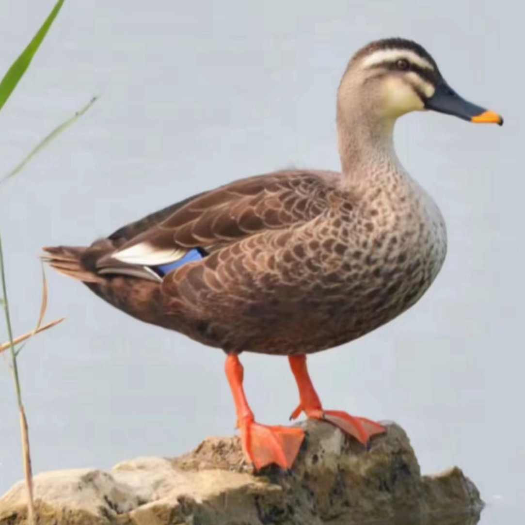 【买3送1物超所值】4只 斑嘴飞鸭 眉鸭 繁殖做种 包邮包活