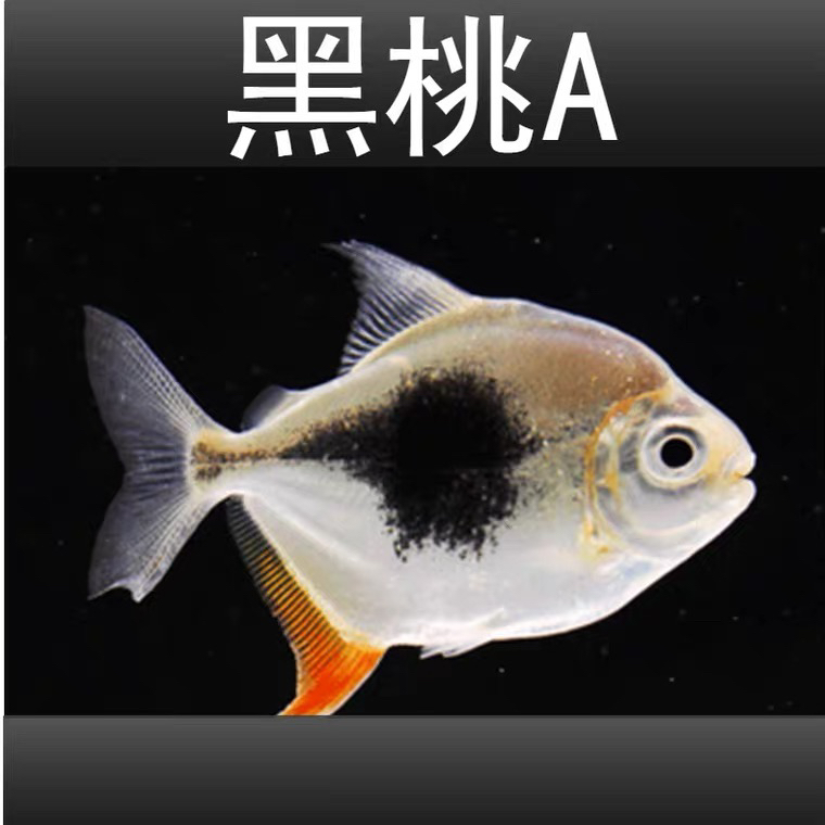 黑桃A银板精品黑桃龙鱼配鱼10-12公分