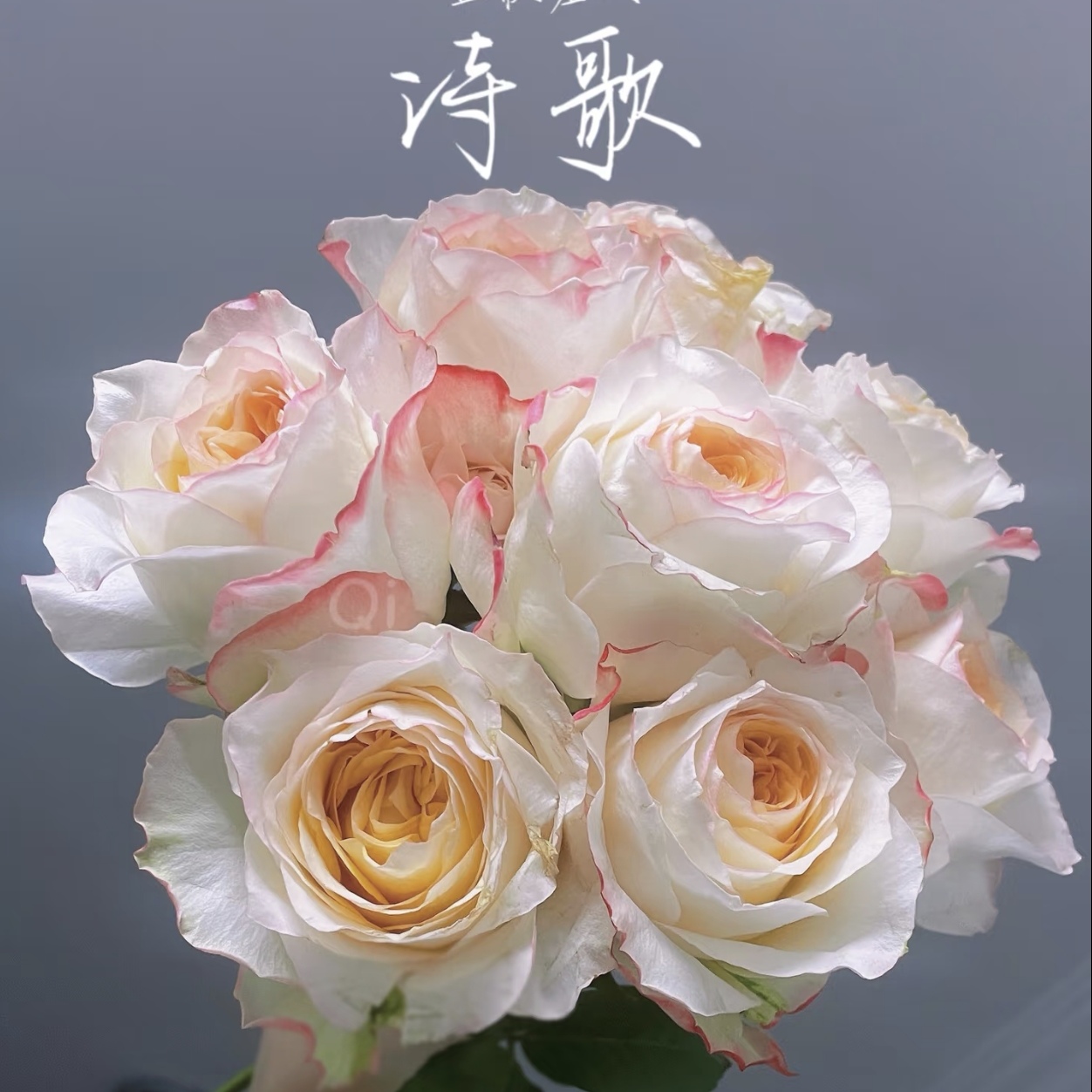 【诗歌两加仑独颗】切花阳台庭院好养护抗病性强花卉绿植月季