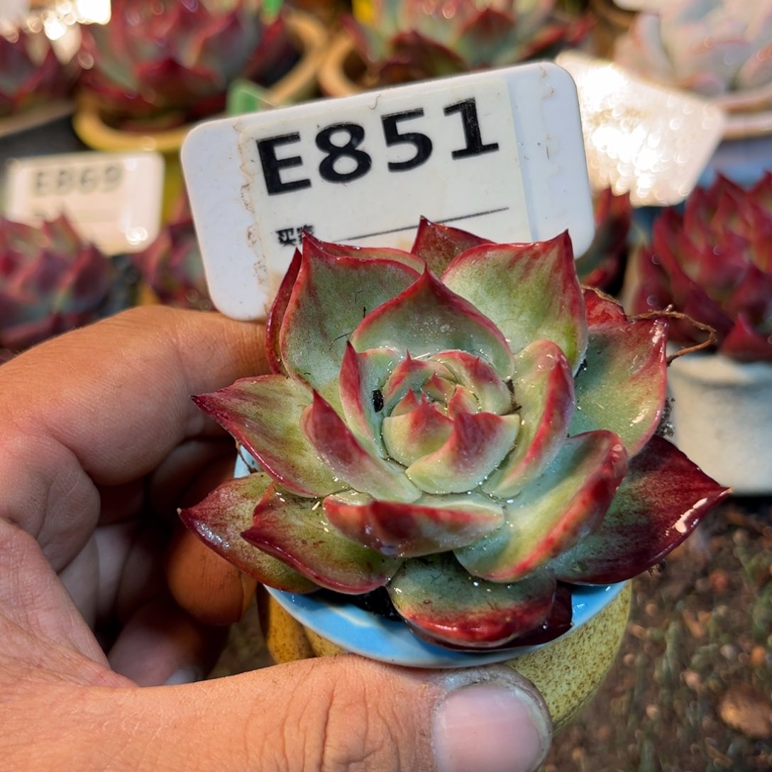 惊鸿一瞥851号多肉