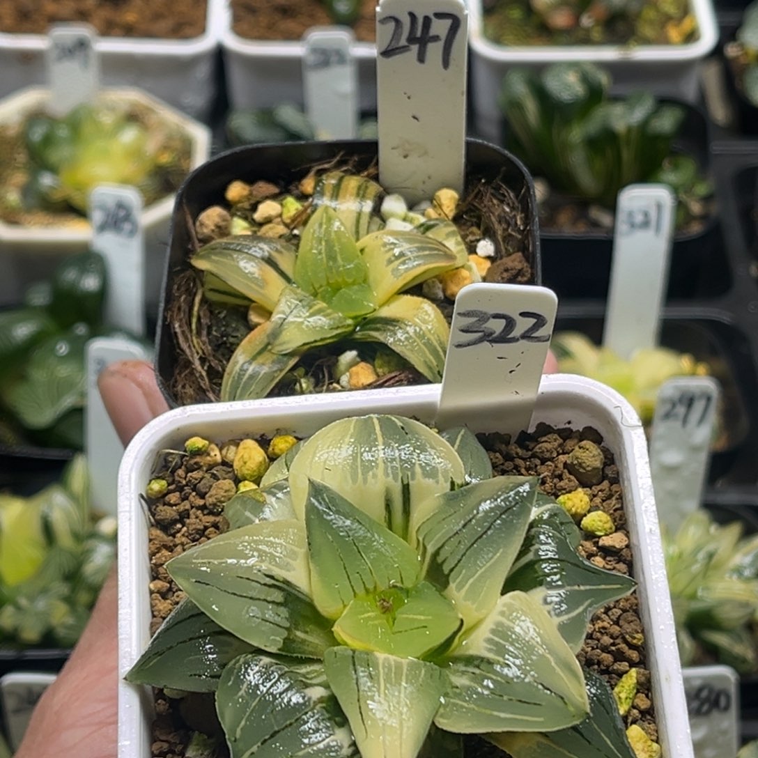 小***学247，322两颗红纹锦