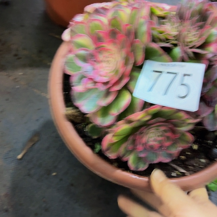 平***叔多肉植物福利来775个
