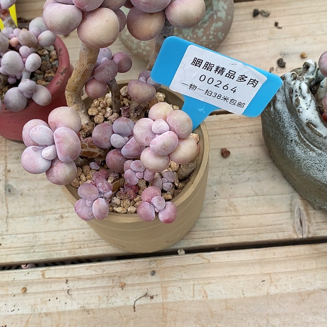 264图他烧烤姐姐咯哦小雨