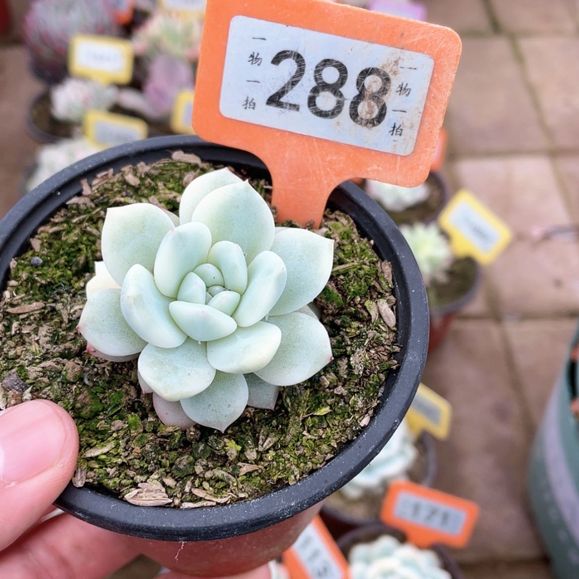 【闪购商品】288号