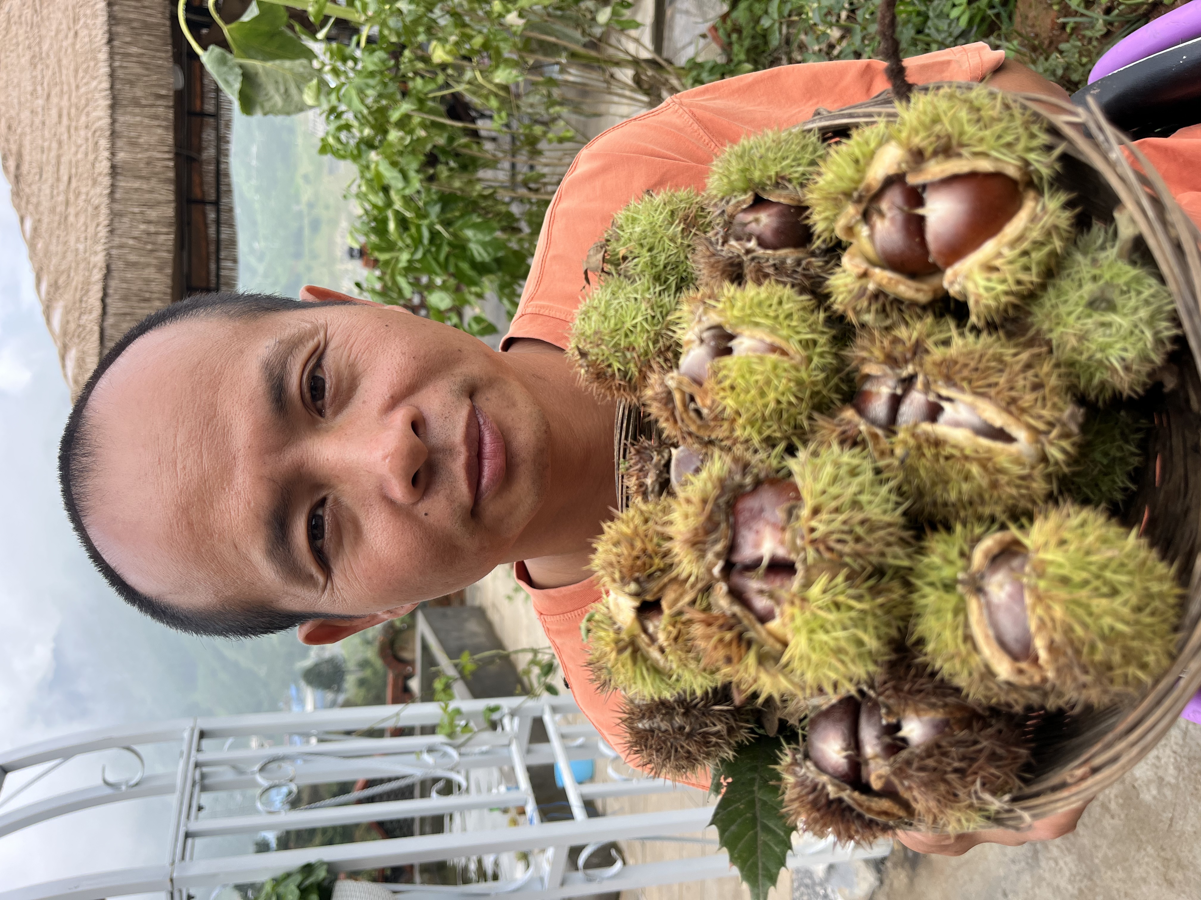 迷你小板栗，本地山板栗