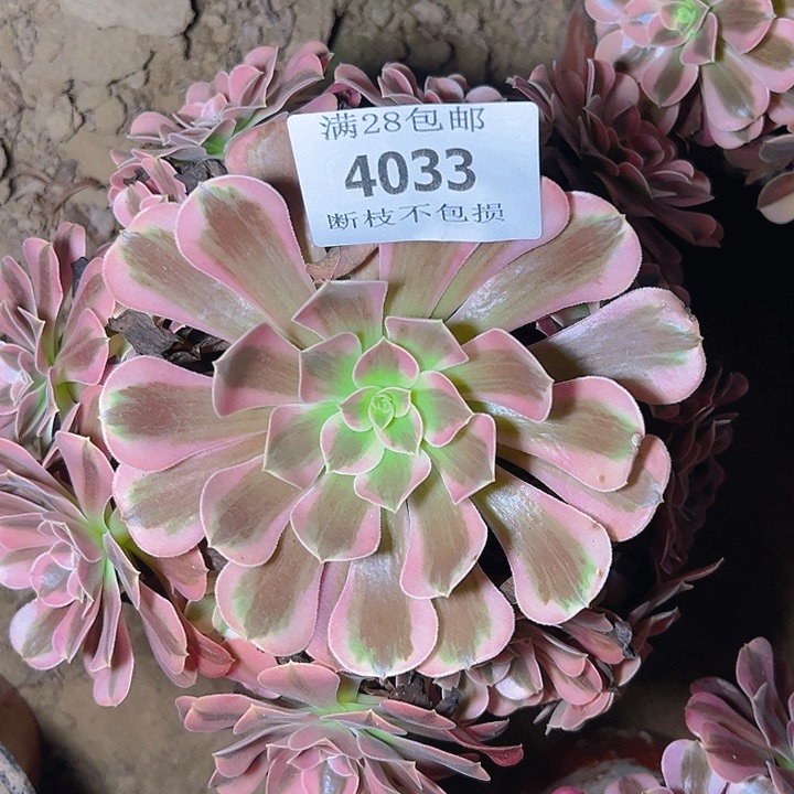 4033美杜莎多肉植物