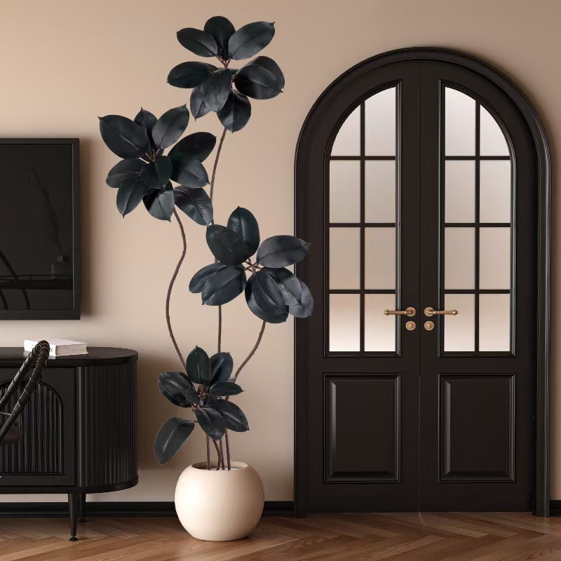 【一物一拍】橡皮树黑金刚可水培土培室内绿植四季阳台室内好看植物