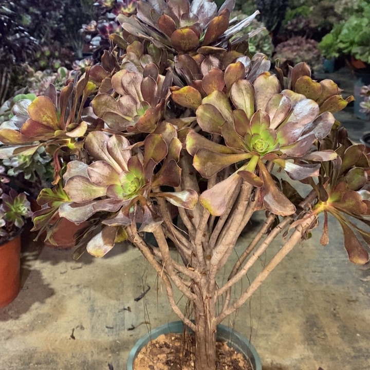 灰圆叶多肉植物17。