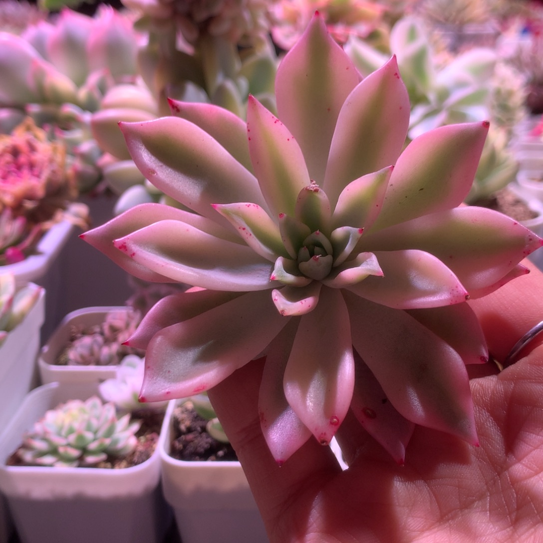 红爪覆轮锦砍头带侧芽有根