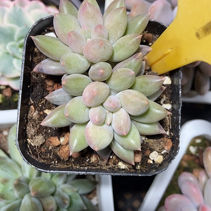 多肉植物水晶球574