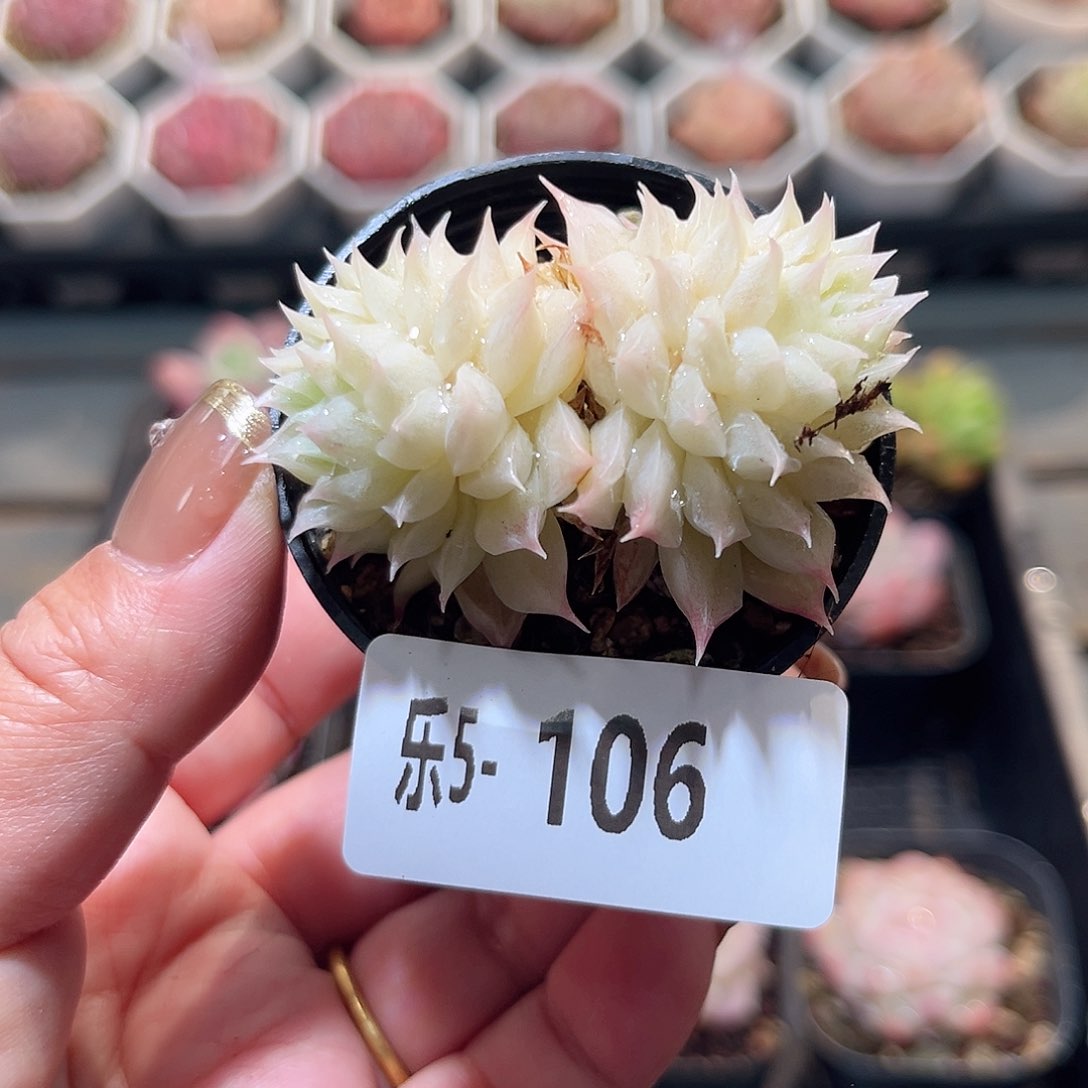 乐5-106 麦秆双头