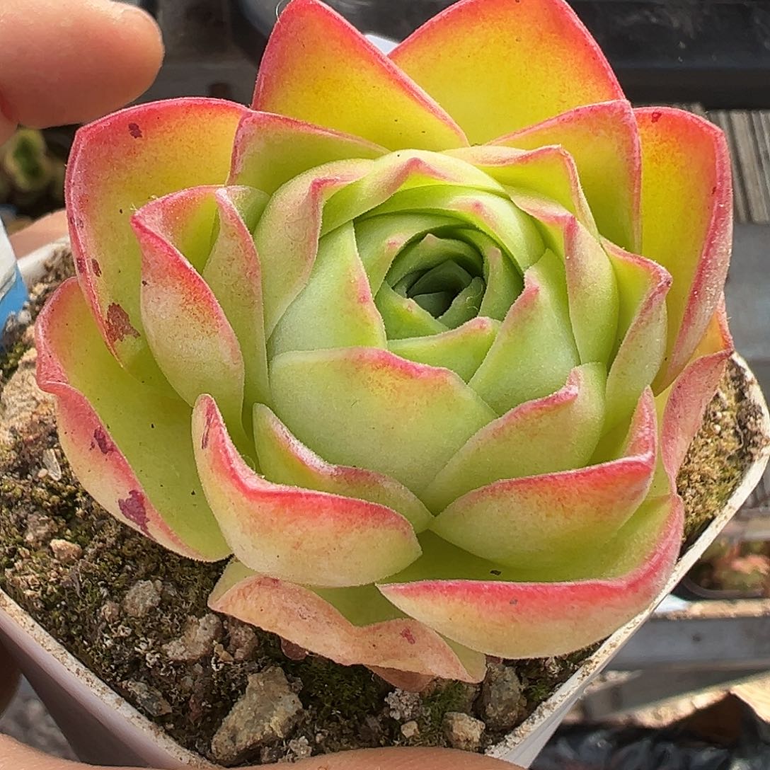 糖糖029 若初版新白龙 福利