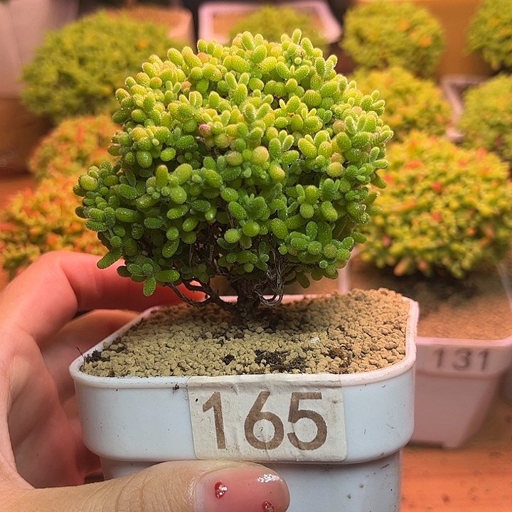 无花朵165蜜桔糖球